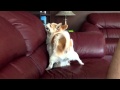 Little Nasty Dog