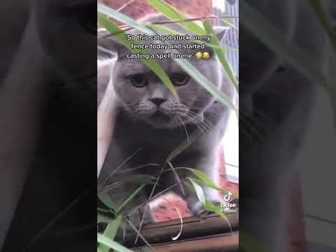 cat casting spell 🤣