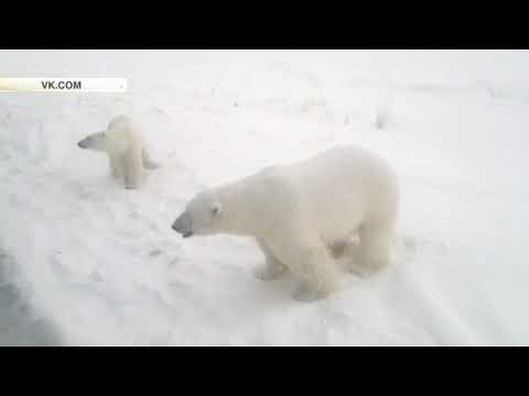 Russian archipelago Novaya Zemlya, Polar bears attacks