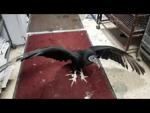 Virgil the Vulture Shows Off- Vincent Van Crow objects
