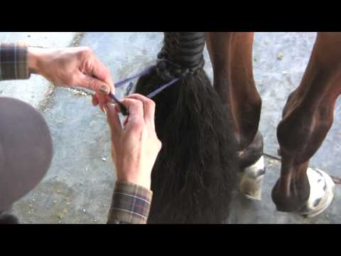 Learn How To Braid A Horse's Tail