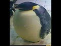 Im Da Biggest Bird