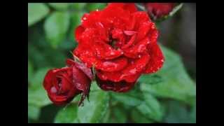 The Twelfth Of Never (by: Roger Williams)