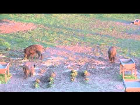 Охота на кабана с луком