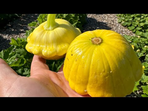 La culture du pâtisson