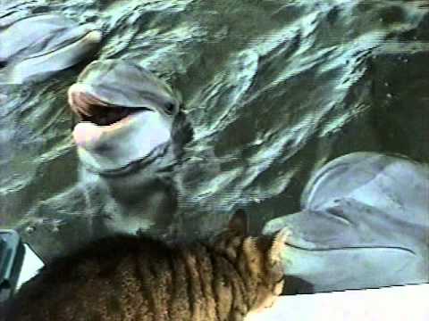 Kaarten met dolfijnen, Cat and Dolphin playing together  Theater of the..