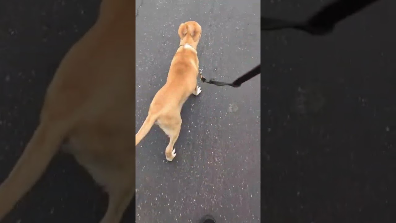 Enlarge Felix, a Adoptable Mixed Breed in Dublin, CA video 6/6