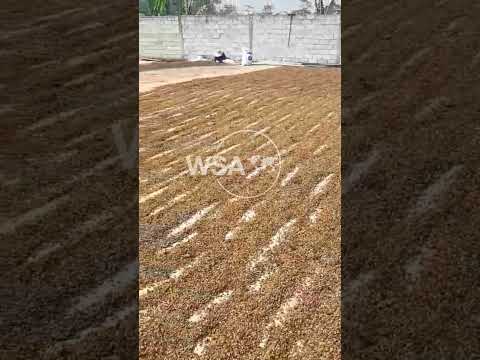 Drying Robusta coffee beans in Pasuruan