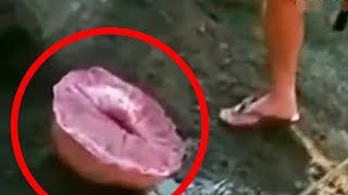 10 REAL LIFE MYSTERIOUS CREATURES CAUGHT ON TAPE