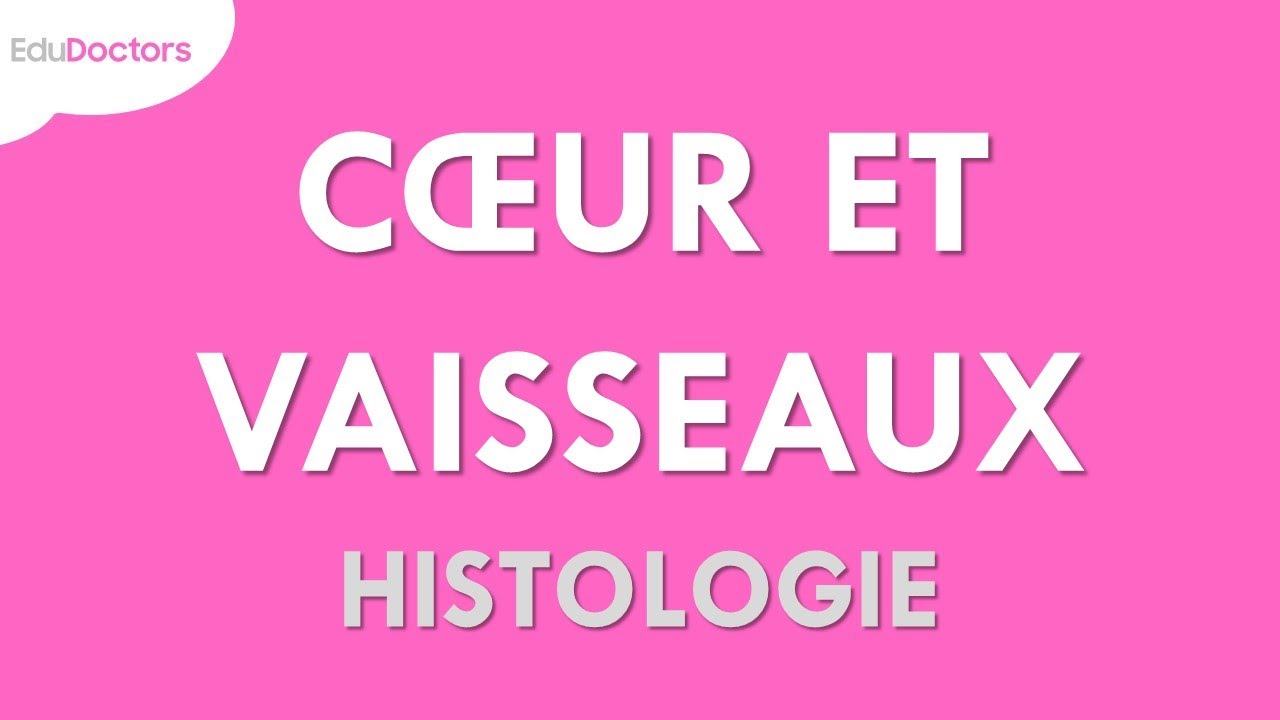 Le système cardiovasculaire -  Histologie