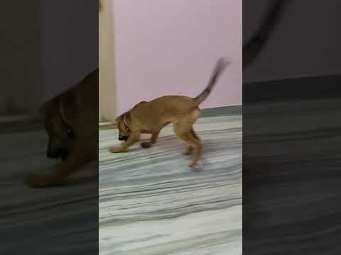 Giene Playing with veg stick 🍡