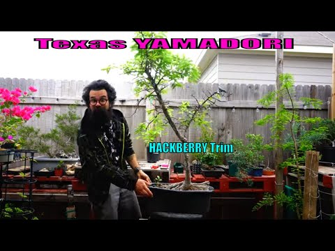 Texas Yamadori - HACKBERRY Trim - Bonsai-YEAH!