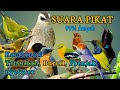 SUARA PIKAT BURUNG KECIL PALING AMPUH 99 Ampuh