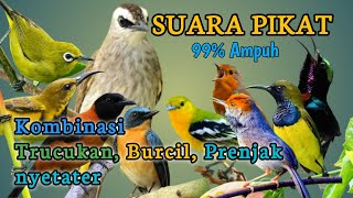 Download lagu SUARA PIKAT BURUNG KECIL PALING AMPUH - 99% Ampuh  mp3