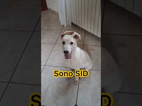 Regalo SID cucciolo meraviglioso di 4 mesi cerca casa 