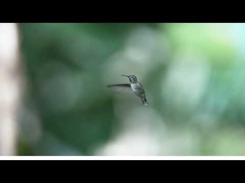 "प्रकृति की पुकार" #You tube videos#song #yt #ytstudio #shyama@2025