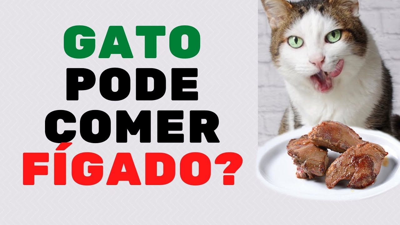FAZ BEM OU FAZ MAL OFERECER FÍGADO PARA O SEU GATO? /Vida de gato