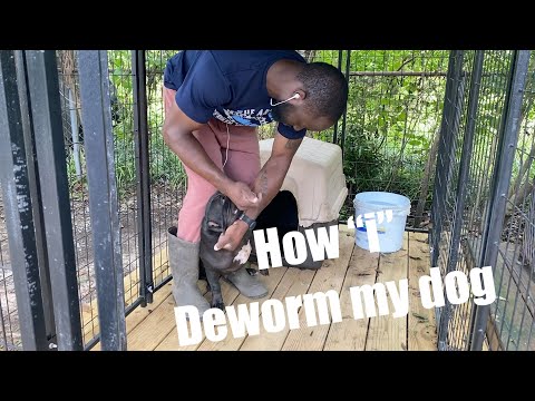 How to deworm a dog yourself!!! (What “i” use) #deworming #worms