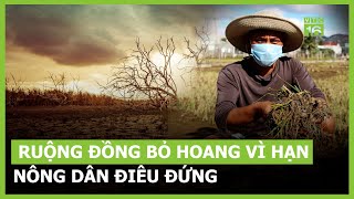 Ruộng đồng bỏ hoang vì khô hạn, nông dân điêu đứng| VTC16