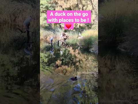 Busy Duck on the go ❤️ #duck #cute #birdlovers #shorts