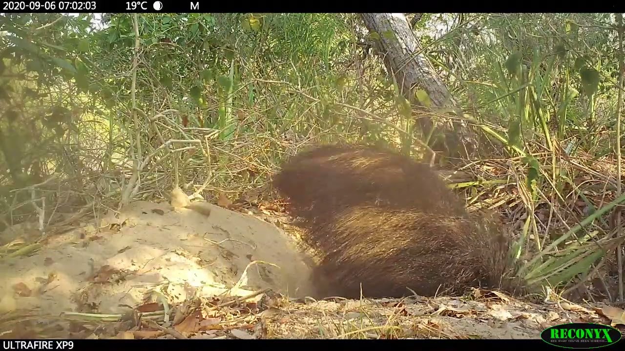 Behaviour pattern: Protection and camouflage / Padrão comportamental: Proteção e camuflagem.