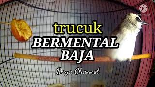 Download lagu SUARA TRUCKAN GACOR BERMENTAL BAJA Trucuk ombyokan... mp3