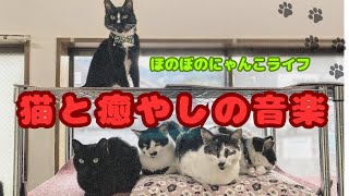 癒しの音楽と白黒ハチワレ猫のお部屋【H.VIEW 24時間配信】Cute & Relaxing Cats live webcam