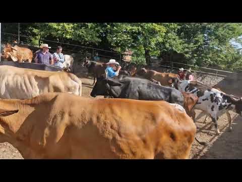 Ambiente en el Tiangue de Santa Rosa de Lima, La Unión Norte, sábado 08 de Noviembre 2025