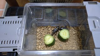 クロコオロギが鳴く瞬間！