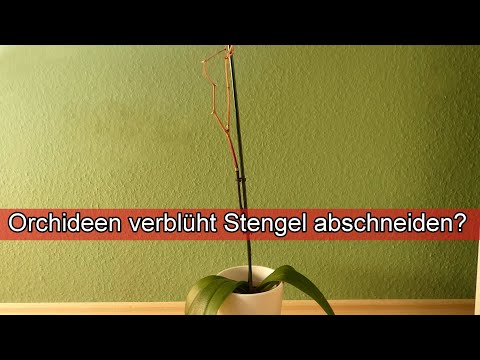 , title : 'Orchideen verblüht Stengel abschneiden Ja / Nein ?  / Verblühte Orchidee nach Blüte schneiden'