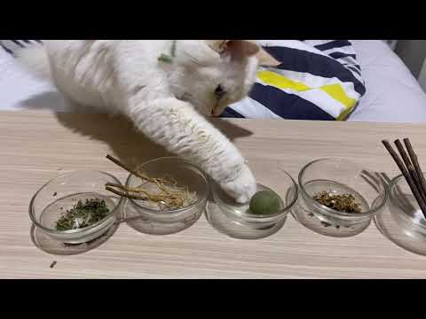 Cat Reaction When I Give Different Types Of Catnip