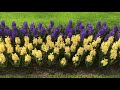 Spring In The Netherlands