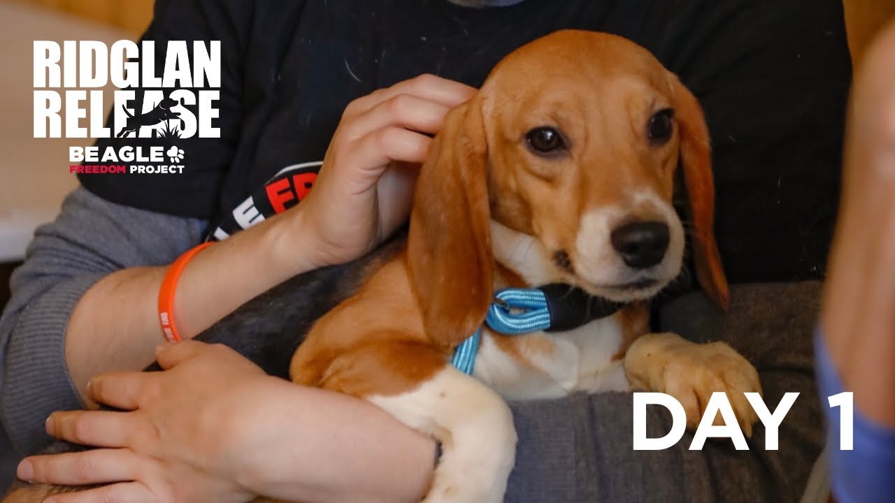 RIDGLAN RELEASE: Day 1 | Beagle Freedom Project 🐶❤️ - YouTube