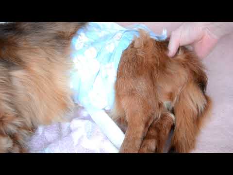 犬の排便時の家庭療法