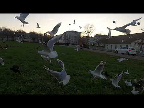 Saturday evening feeding and poor Seymour is squeezed out by the other gulls!