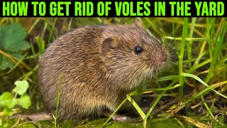 How to Get Rid of Voles in the Yard - 4 Methods of Vole Control