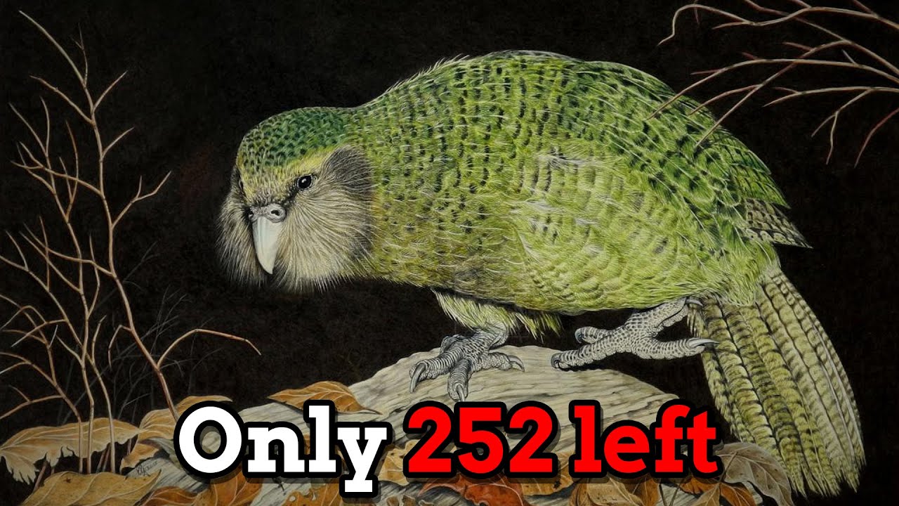 The Strangest Parrot In the World - the Kakapo