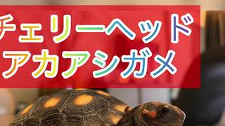 チェリーヘッドアカアシガメ