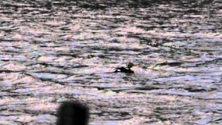 preview picture of video 'King Eider at Stewart Park on Dec 5 2010'