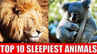 TOP 10 Animals That Sleep a Lot | Learn Sleepiest Animals
