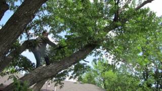 preview picture of video 'Pruning Trees in Kansas'