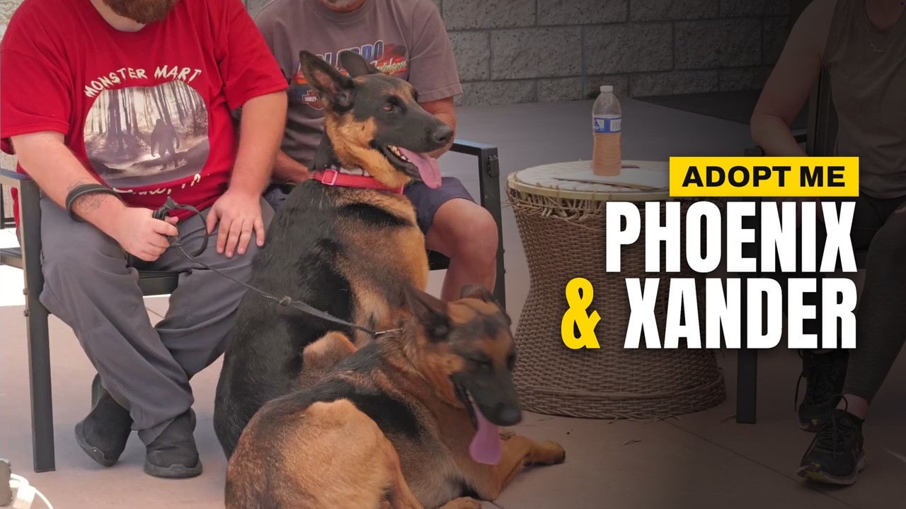 Enlarge Phoenix - Adopt Me!, a Adoptable mixed breed in Lake Forest, CA video 6/6