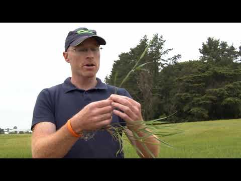 Grass Weed Identification  Part 1- Introduction