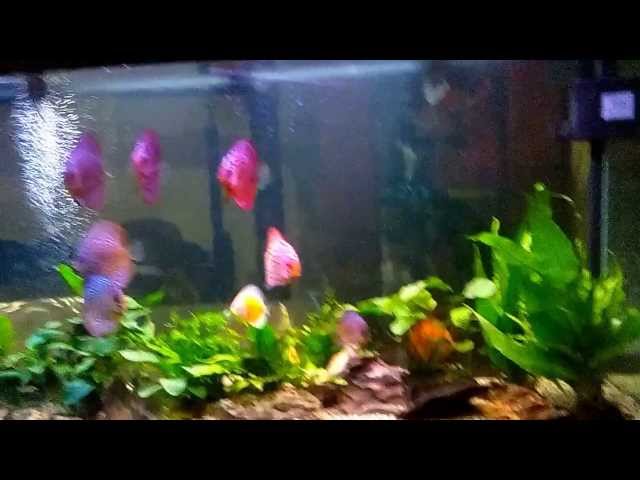 MY 180 LITER PLANTED DISCUS TANK