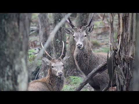 Digiscoping Red Deer Australia - Swarovski STX 85 Canon EOSM