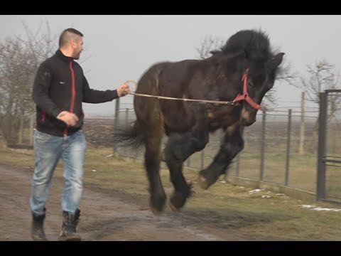 Manz Ardenez - Proprietar Mihai de la Turda 2018