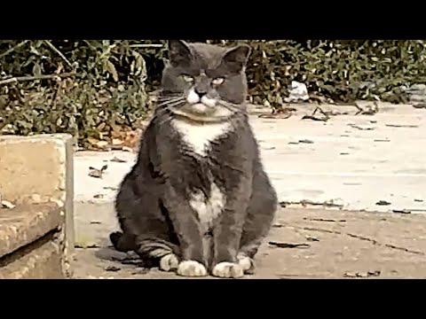 I took home this lonely feral cat. Here's what happened.