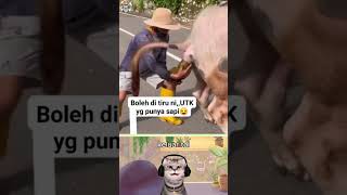 Download lagu Sapi lagi berak #shortsvideo #sapi mp3