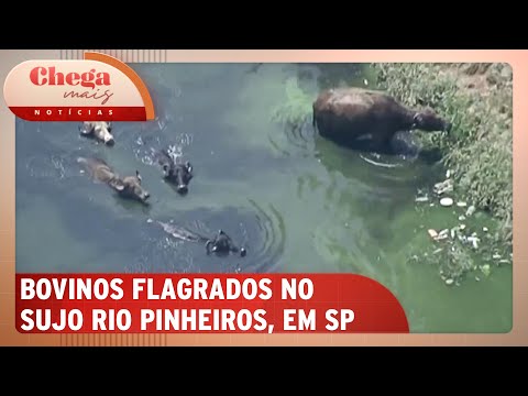 SP: Bois são flagrados nadando às margens do Rio Pinheiros | Chega Mais Notícias (30/09/24)