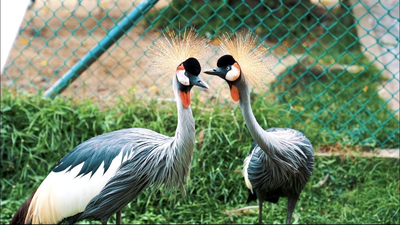 Discover the captivating highlights of Kuala Lumpur Bird Park.